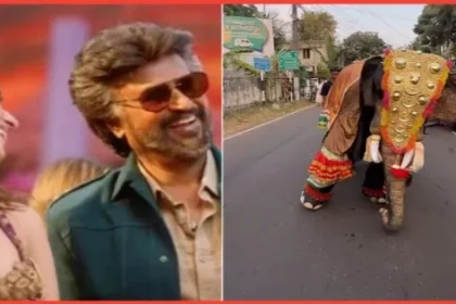 Dancing Elephant Viral Video