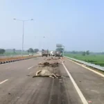 20 से ज्यादा मवेशियों को हाईवा ने कुचला, हुई मौत