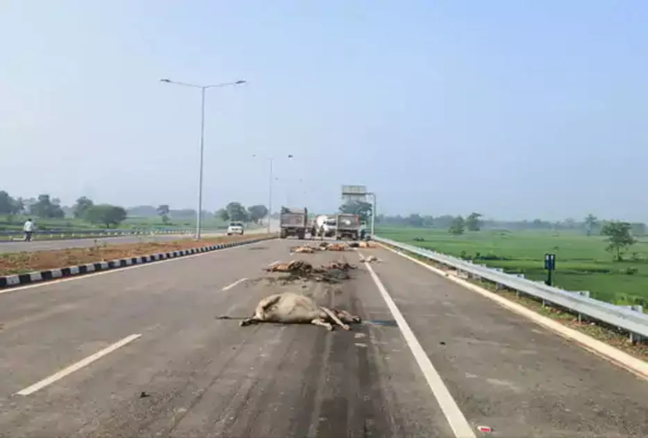 20 से ज्यादा मवेशियों को हाईवा ने कुचला, हुई मौत