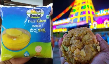 तिरुपति मंदिर में अब नंदिनी घी का प्रयोग