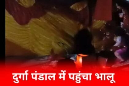 कांकेर: दुर्गा पंडाल में पहुंचा भालू