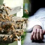 अर्जुन्दा: मातम के बीच मधुमक्खियों ने मचाया उत्पात