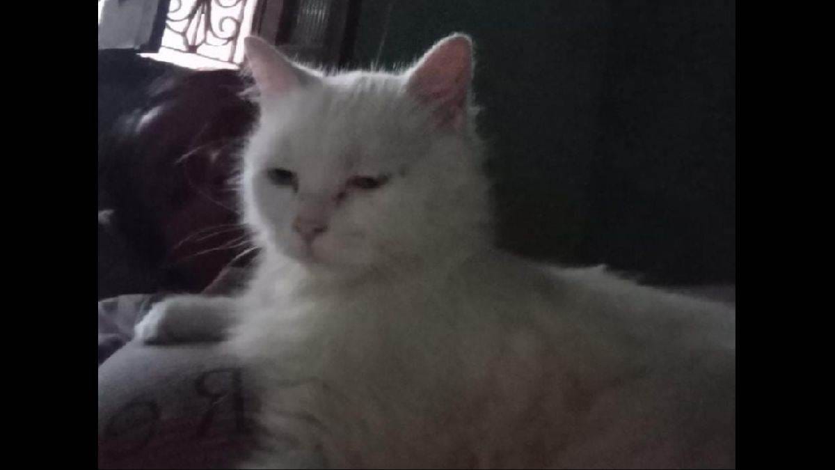 Gorakhpur News: बिल्ली चोरी के बाद मालकिन ने छोड़ा खाना, पुलिस ने शुरू की सीसीटीवी जांच