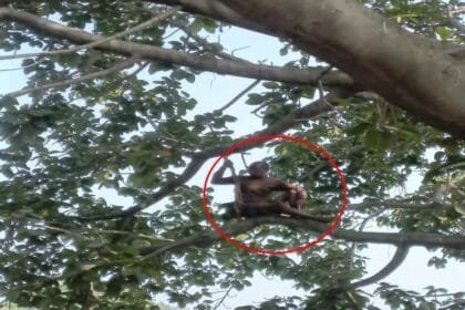 रायगढ़: पेड़ पर चढ़कर बुजुर्ग ने मचाया हंगामा, वीडियो वायरल