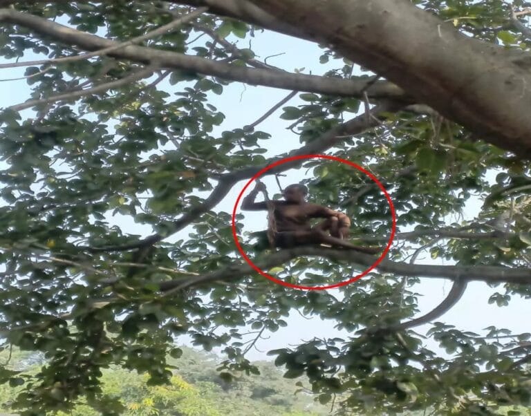रायगढ़: पेड़ पर चढ़कर बुजुर्ग ने मचाया हंगामा, वीडियो वायरल