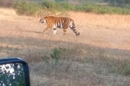 मरवाही में नर बाघ की मौजूदगी से दहशत, वन विभाग सतर्क