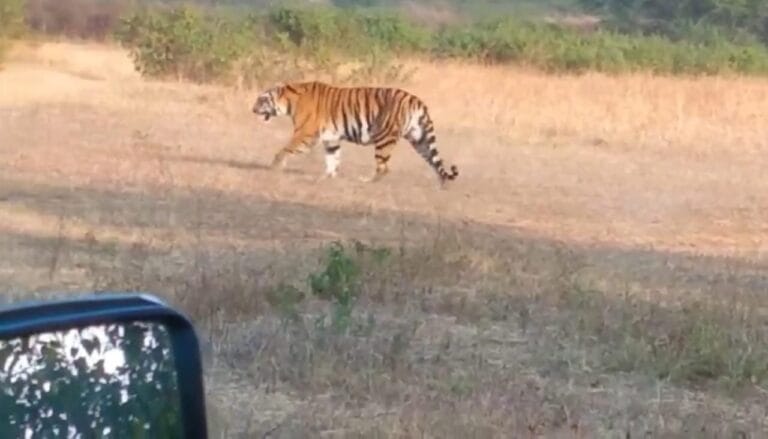 मरवाही में नर बाघ की मौजूदगी से दहशत, वन विभाग सतर्क