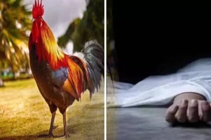 छत्तीसगढ़: संतान पाने के लिए युवक ने निगला जिंदा मुर्गा, मौत