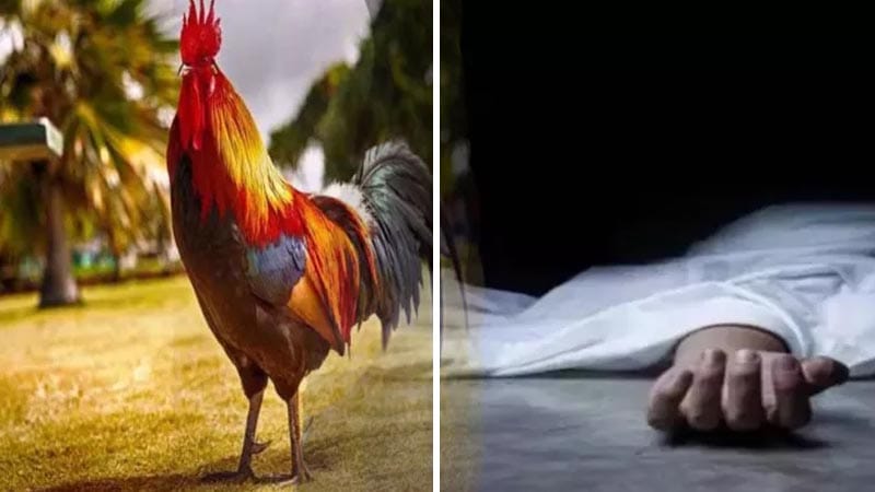 छत्तीसगढ़: संतान पाने के लिए युवक ने निगला जिंदा मुर्गा, मौत