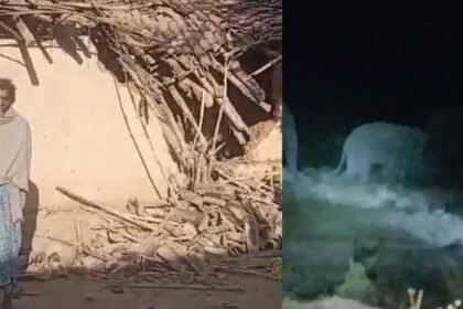 छत्तीसगढ़ के जशपुर में हाथियों का आतंक