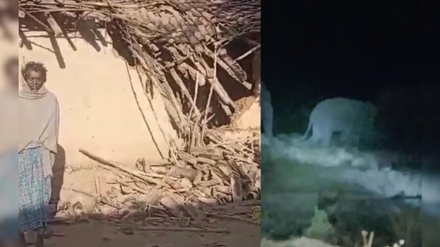 छत्तीसगढ़ के जशपुर में हाथियों का आतंक