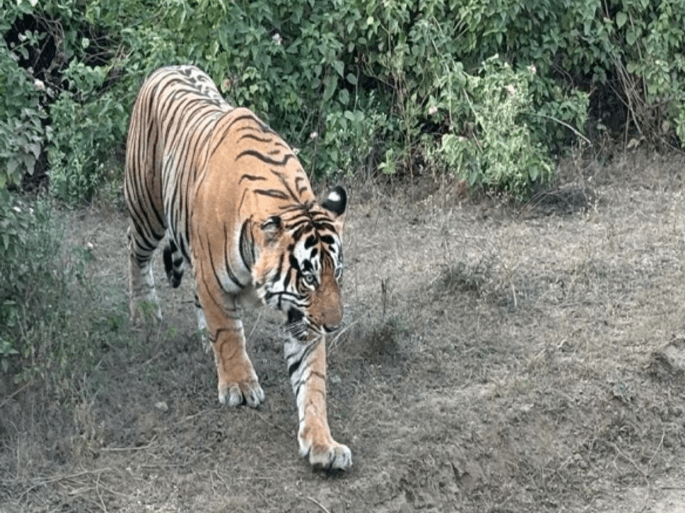 सेरीखेड़: तेंदुआ या भ्रम? सेवा निकेतन में छात्रों और कुक ने क्या देखा ?