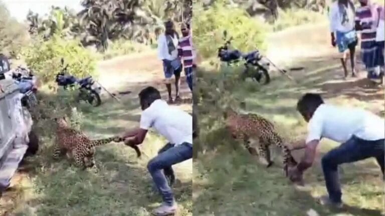 कर्नाटक में तेंदुए से भिड़े 43 साल के योगानंद, पूंछ पकड़ कर बचाई महिलाओं और बच्चों की जान