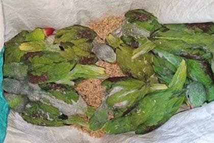 गरियाबंद से रायपुर जा रहे तस्कर को वन विभाग ने पकड़ा, 26 तोते जब्त