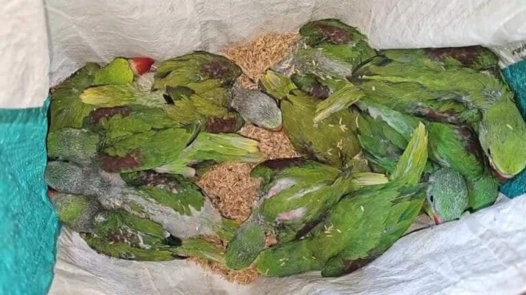 गरियाबंद से रायपुर जा रहे तस्कर को वन विभाग ने पकड़ा, 26 तोते जब्त