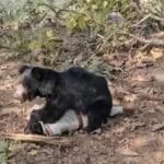 छत्तीसगढ़ के कांकेर जिले में भालू ने वनकर्मी पर हमला किया, लाइव वीडियो सामने आया
