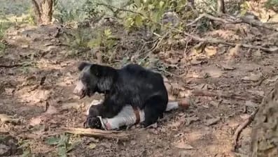 छत्तीसगढ़ के कांकेर जिले में भालू ने वनकर्मी पर हमला किया, लाइव वीडियो सामने आया