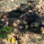 मरवाही में भालू की मौत का मामला, वन विभाग ने दो अधिकारियों पर की कार्रवाई