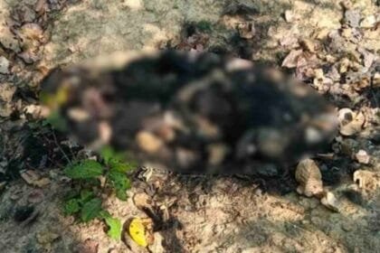 मरवाही में भालू की मौत का मामला, वन विभाग ने दो अधिकारियों पर की कार्रवाई