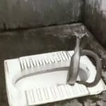 Korba snake news: बाथरूम से आई अजीब आवाज, बैठा मिला कोबरा सांप