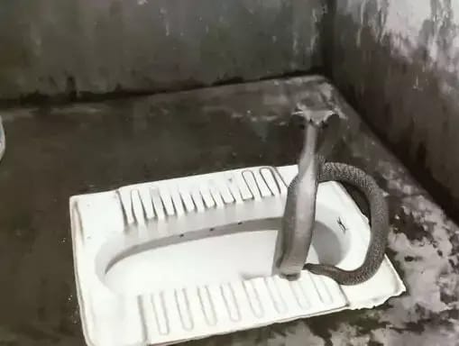 Korba snake news: बाथरूम से आई अजीब आवाज, बैठा मिला कोबरा सांप