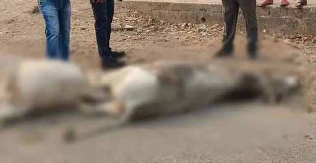 बिलासपुर में 8 मवेशियों की दर्दनाक मौत,कुचलने वाला वाहन फरार