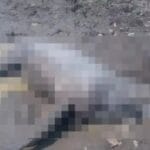 बालोद: नीलगाय की मौत से हड़कंप, वन विभाग ने शव भेजा पोस्टमार्टम के लिए