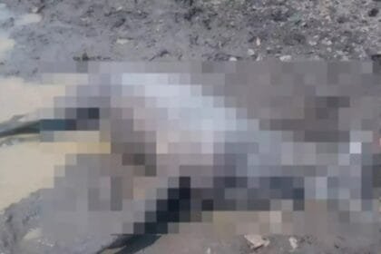 बालोद: नीलगाय की मौत से हड़कंप, वन विभाग ने शव भेजा पोस्टमार्टम के लिए