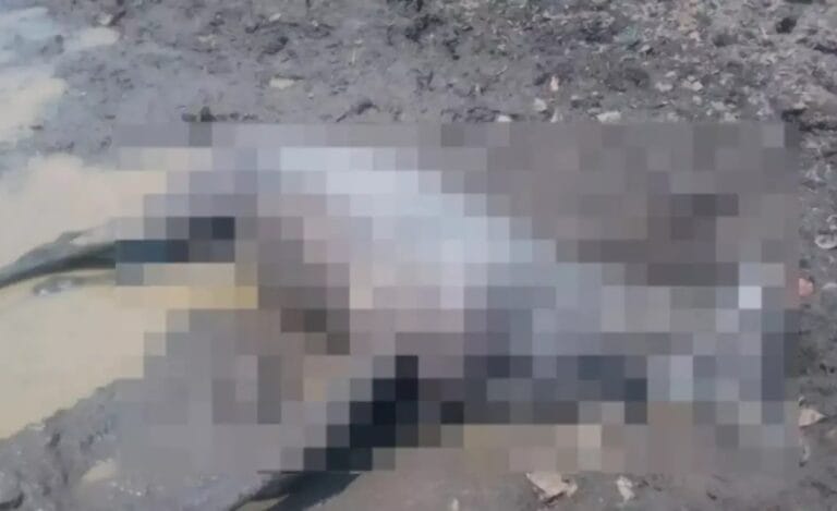 बालोद: नीलगाय की मौत से हड़कंप, वन विभाग ने शव भेजा पोस्टमार्टम के लिए