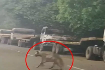 भिलाई की सड़कों पर आधी रात को दिखा लकड़बग्घा, वायरल हुआ वीडियो – लोग डरे