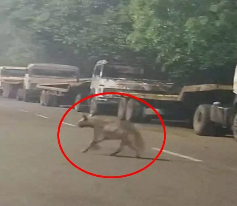भिलाई की सड़कों पर आधी रात को दिखा लकड़बग्घा, वायरल हुआ वीडियो – लोग डरे