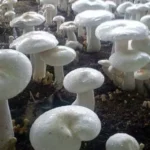 कवर्धा: मशरूम को बनाया सब्जी, खाते ही पूरा परिवार अस्पताल पहुंचा