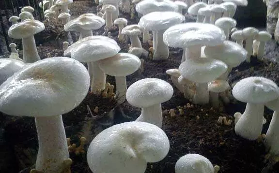 कवर्धा: मशरूम को बनाया सब्जी, खाते ही पूरा परिवार अस्पताल पहुंचा