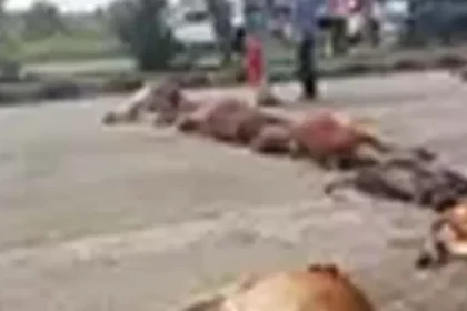 छत्तीसगढ़: तेज रफ्तार वाहन ने कुचली 15 गायें, गुस्साए ग्रामीणों ने किया चक्काजाम