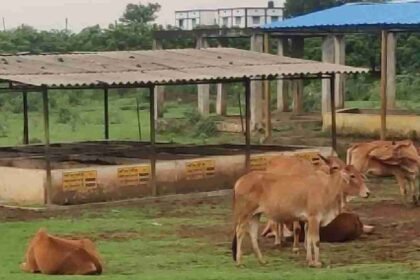 छत्तीसगढ़: गौधाम योजना की शुरुआत: गाय चराने वालों को हर माह ₹10,916
