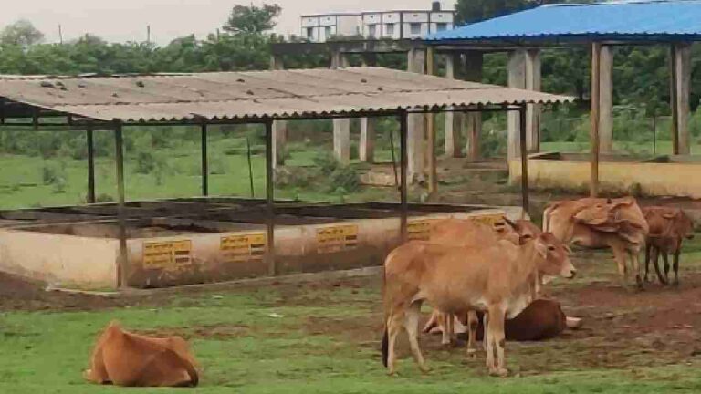 छत्तीसगढ़: गौधाम योजना की शुरुआत: गाय चराने वालों को हर माह ₹10,916