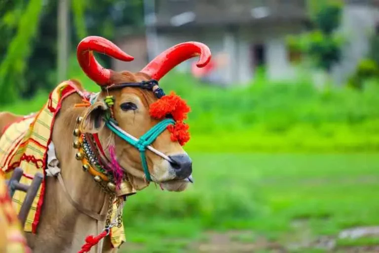 छत्तीसगढ़ में धूमधाम से मनाया जा रहा पोला त्योहार