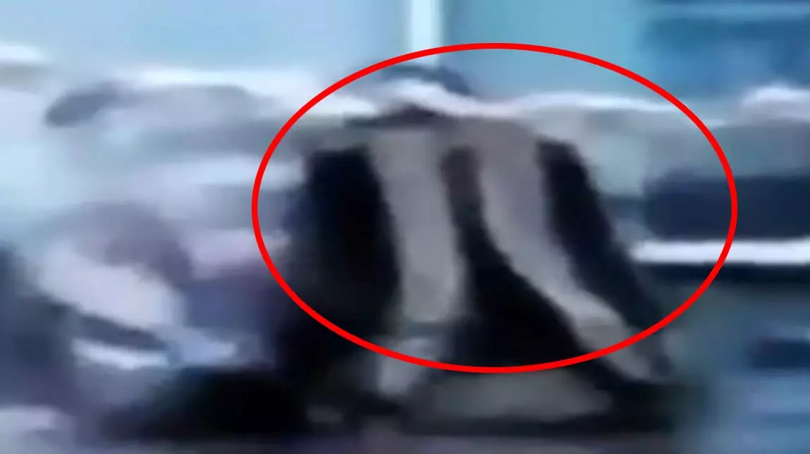 रायपुर एयरपोर्ट के एंट्री गेट पर मिला लावारिस बैग