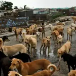 उत्तर प्रदेश: आवारा कुत्तों ने महिला को नोंच-नोंचकर मार डाला