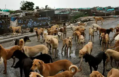 उत्तर प्रदेश: आवारा कुत्तों ने महिला को नोंच-नोंचकर मार डाला