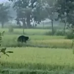 https://news4u36.in/marwahi-bear-attack-woman-injured/