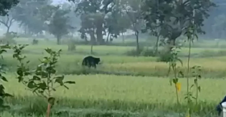 https://news4u36.in/marwahi-bear-attack-woman-injured/