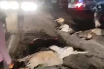 bilaspur-cow-accident-ratanpur-road