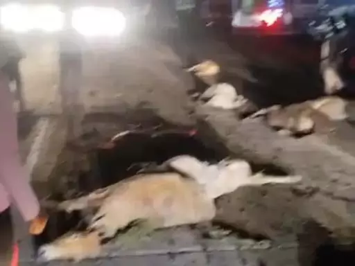 bilaspur-cow-accident-ratanpur-road