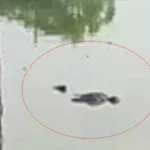 Saddoo Raipur Dead Body Found