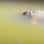 https://news4u36.in/bilaspur-high-court-advocate-found-dead-in-arpa-river/