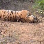 https://news4u36.in/surajpur-tiger-death/