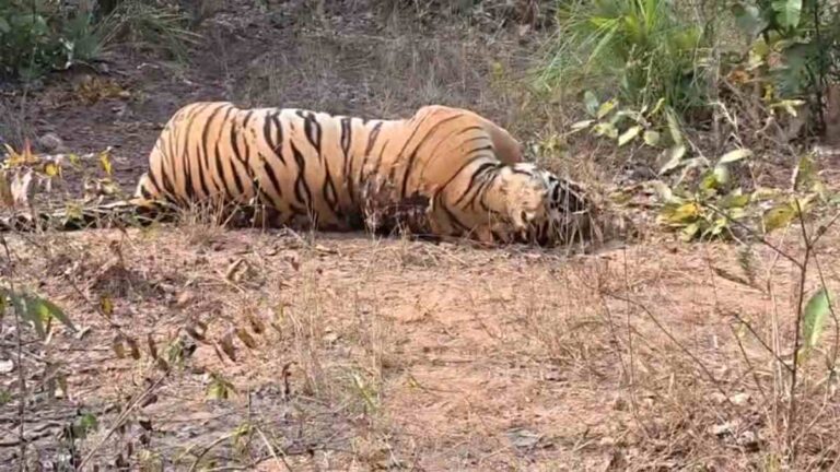 https://news4u36.in/surajpur-tiger-death/