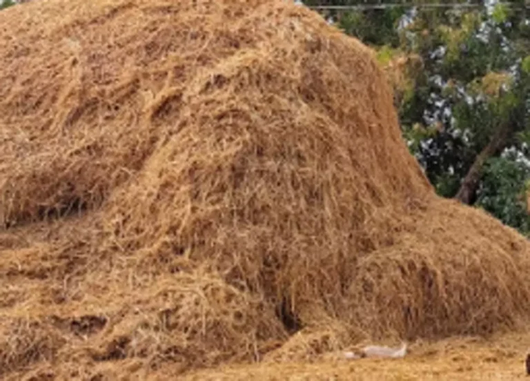 https://news4u36.in/innocent-child-dies-after-falling-from-paddy-stack-in-korba/