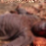 महासमुंद के जंगल में मिली युवक की लाश, गला रेतकर हत्या : Mahasamund Dead body found